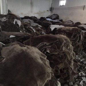 Sheepskin & Sheepskin Products & Sheepskin Semi-Finished Goods & Sheepskin Processing Factory