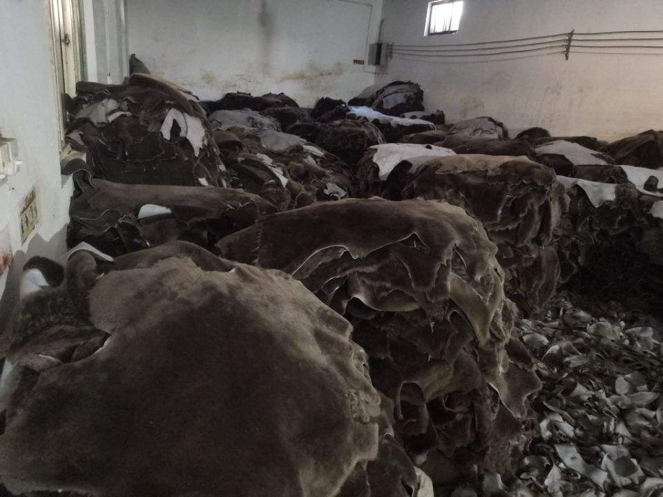 Beaver-colored sheepskin 3 Sheepskin & Sheepskin Products & Sheepskin Semi-Finished Goods & Sheepskin Processing Factory