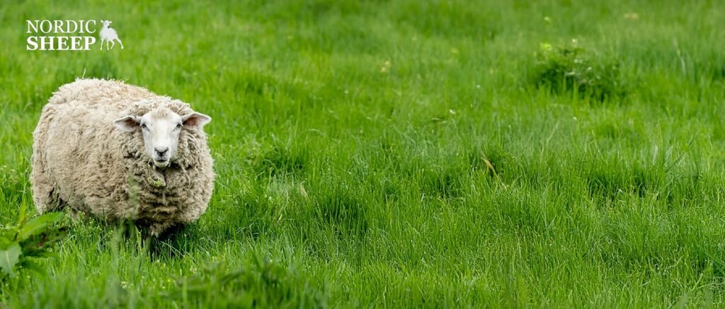 Nordic 2x3 ft Genuine Sheepskin Rug Short Pile Beige Animal Fur Bedside or Dining Table Unique Natural Creation with a Slightly Fluffy Texture 1 详情 01 13