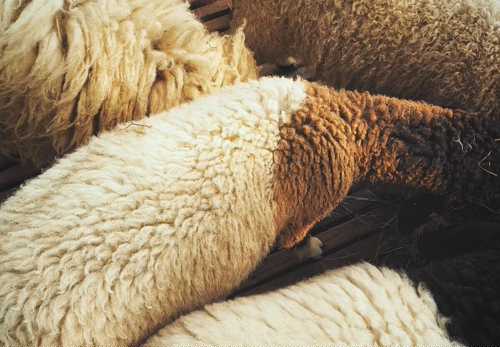 sheepskin leather