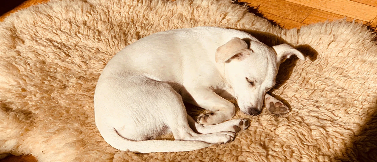 Why Do Pets Love Sheepskin Rugs? What Makes Sheepskin So Attractive to Pets? 3 A dog resting on a hypoallergenic sheepskin rugs